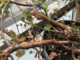 枯れそうになったユーカリ ポポラスは丸坊主で復活する 観葉植物ブログ緑組 植物の育て方