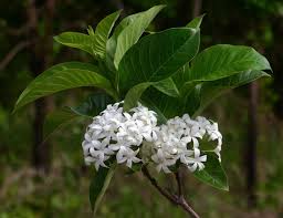 Image result for Holarrhena