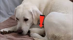 Canine herpes virus, more commonly known as fading puppy syndrome, can be a devastating disease if it hits your kennel. Runt Of The Litter Meaning Health Risks Care Facts Should You Get A Runt Puppy Canine Bible