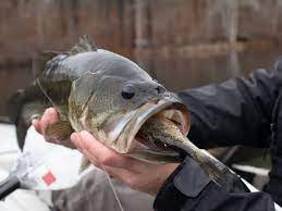 Colloquial names include black bass, bucketmouth, green bass. Largemouth Bass By The Calendar On The Water