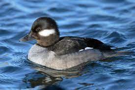 See more ideas about beautiful birds, duck hunting, pet birds. Duck Wikipedia