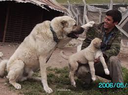 Kangal Resimleri Kangal Dovusu Kopek Dovusu21 Kopek Resimleri Videolari Cinsleri Isimleri Satilik Kopek Fiyatlari Ve Kangal Pitbul Dogo Argentino Irk Bilgileri