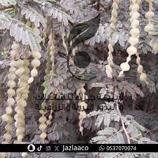 Image result for Acacia nilotica