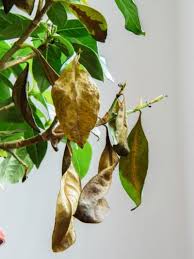 Yellow Gardenia Leaves How To Fix A Gardenia With Yellow Leaves