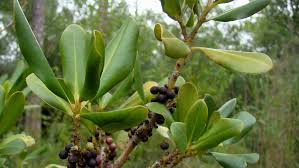 Image result for Myrsine