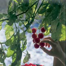 Indoor winter tomatoes require sufficient watering so the soil remains moist, so water the plants when the top 1 to 2 inches of soil feels dry. Winter Tomatoes Mother Earth News