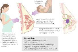 Possible Mechanisms And Exposures Mediating Effects Of Pregnancy On Download Scientific Diagram