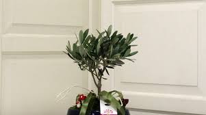 Ficus bonsai ağacı bakımı nasıl yapılır? Bonsai Bakimi Nasil Yapilir Bonsai Siparisi