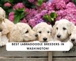 Check spelling or type a new query. 4 Best Labradoodle Breeders In Washington 2021 We Love Doodles