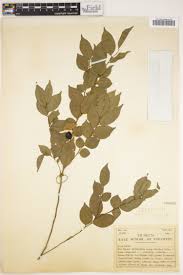 Image result for Carpolobia goetzei