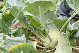 Dies kann der moment sein, in dem sie sie dann entdecken. Weisse Fliegen Am Kohlrabi Bekampfen Das Hilft Gegen Die Plagegeister