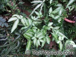 Image result for Pteris burtonii