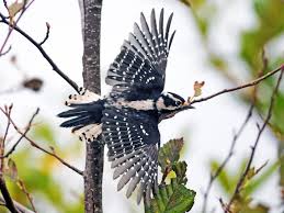 The hairy prefers towering trees and deeper woods, while the downy will settle for baby birches and cattails. Downy Woodpecker Ebird
