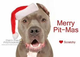 Merry Christmas Ev We Buddy Nanny Dog Pitbulls Pitbull Terrier