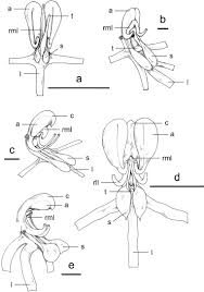 Image result for Habenaria tentaculigera