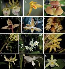 Image result for Eulophia stachyodes