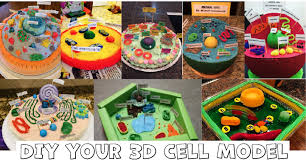 Cell grading rubric grading rubric will look at the following qualities of your cell model: Cell Biology On The Dining Table Animal Cell Model Part I Rs Science