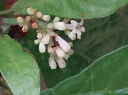 Image result for Psychotria palustris
