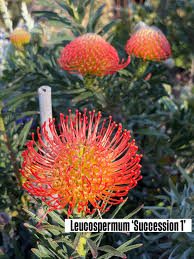 Image result for Leucospermum