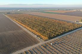 California hosts approximately 6,500 species, subspecies, and varieties of plants that occur naturally in the state, and many of these are found nowhere else in the world. California S Illegal Marijuana Farms On Public Lands Creating Environmental Hazard Ktla