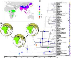 Image result for Isodon ramosissimus
