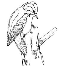 We did not find results for: Free Printable Woody Woodpecker Coloring Pages
