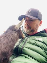 Goats playing at a coffee spot