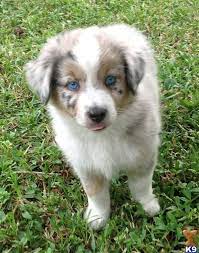 Florida Miniature Australian Shepherd Puppies Miniature Australian Shepherd Australian Shepherd Miniature Australian Shepherd Puppies