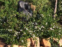 Image result for Jasminum multipartitum