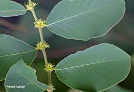 Image result for Bridelia mollis