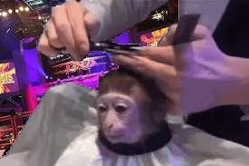 See what pilates zone (ericaessner) has discovered on pinterest, the world's biggest collection of ideas. Monkey Getting A Haircut In The Impact Zone Deadlockpw