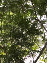 Image result for Schizolobium parahyba