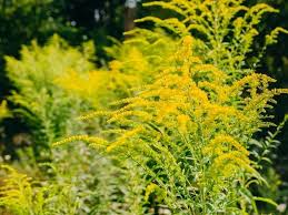 Maybe you would like to learn more about one of these? Ragweed Vs Goldenrod How To Tell Differences And Pictures Florgeous