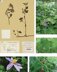 Image result for Solanum schumannianum