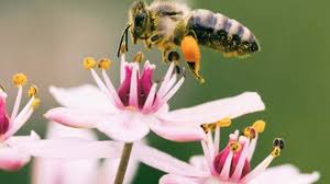 Flowers are made specifically to attract pollinators with bright colors, sweet aromas and petals that create a landing platform. How At Risk Are Our Bee Populations Really Fit Planet