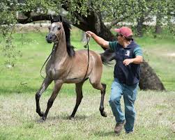 Pin On Adorable Arabian Foals