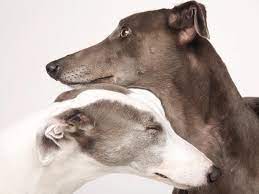 Due to the training and treatment of racing dogs and the rigours of competing on the track, a retired greyhound may require more time, patience and understanding than other breeds. Greyhounds As Pets Updates Givealittle