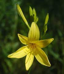 Yellow flowers that look like lilies. Daylily Wikipedia