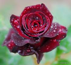 Bunga mawar , apakah ada diantara kalian yang tidak mengenal bunga ini? Manfaat Bunga Mawar Trisnawatikomangriris