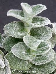 Image result for Tradescantia sillamontana