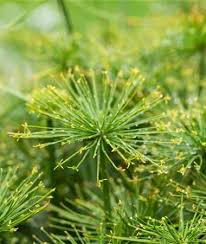 Image result for Cyperus prolifer