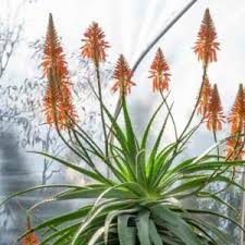 Image result for Aloe cameronii × christianii