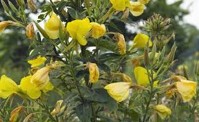 Nachtkerze Giftig Oder Essbar Nachtkerze Alte Apfelsorten Streuobstwiese