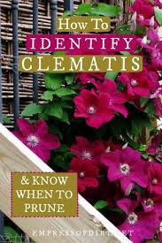 Check spelling or type a new query. Types Of Clematis How To Identify Yours Empress Of Dirt Clematis Clematis Plants Garden Vines