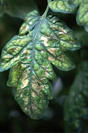 Image result for Lepistemon owariensis