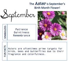 Aster September Birth Flower Birth Month Flowers September Birth Flower Birth Flowers