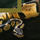 PA Days with Reptilia: Responsible Pet Ownership event image