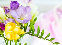Spring Flowers Background Spring Flowers Images Flowers Photography Wallpaper Freesia Flowers