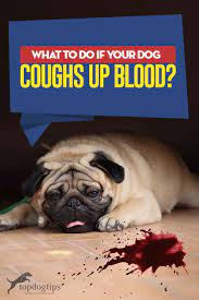 It is like your dog is trying to vomit and cough at the same time; What To Do If Your Dog Coughs Up Blood Top Dog Tips