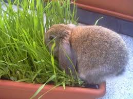 Alimentation Du Lapereau La Dure Vie Du Lapin Urbain
